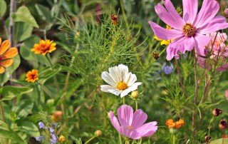 Smokies Wild flowers