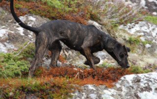 Plott Hound