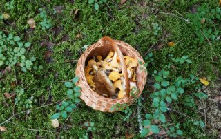 Edible plants in Smoky Mountains